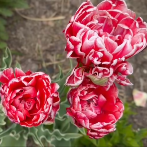 Tulipan Dazzling Sensation.png