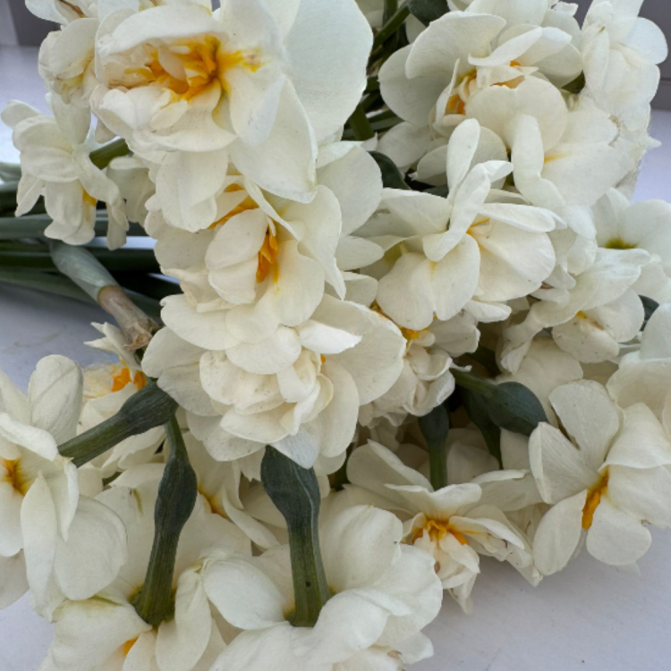 Narcyz Bridal Crown  (1).png