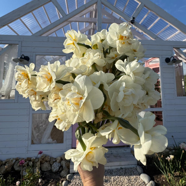 Narcyz Bridal Crown .png