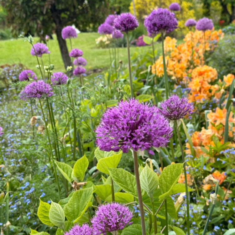 Czosnek ozdobny - Allium Purple Sensation  (3).png