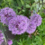 Czosnek ozdobny - Allium Purple Sensation  (2).png
