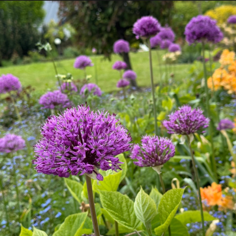 Czosnek ozdobny - Allium Purple Sensation  (1).png