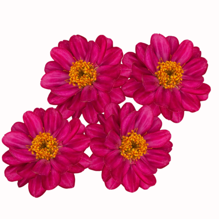 Cynia Profusion Double Hot Cherry (2).png