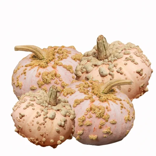 Dynia ozdobna olbrzymia - Galeux D'Eysines