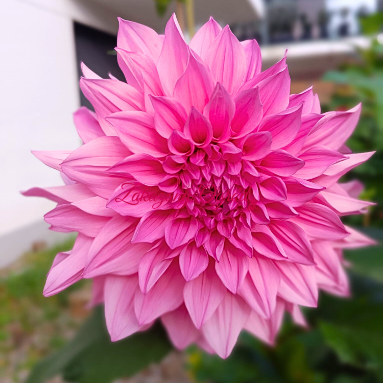 Cafe au Lait Rose (1).png