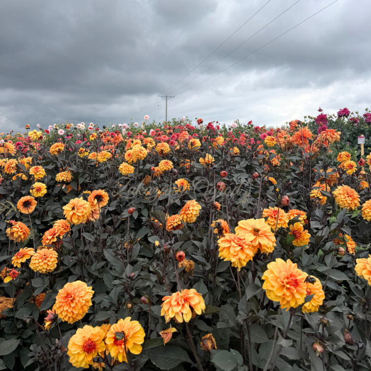 David Howard  (1).png