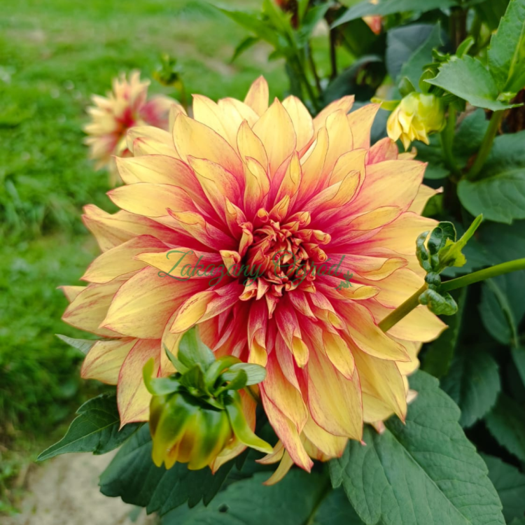 Dazzling Magic (1).png