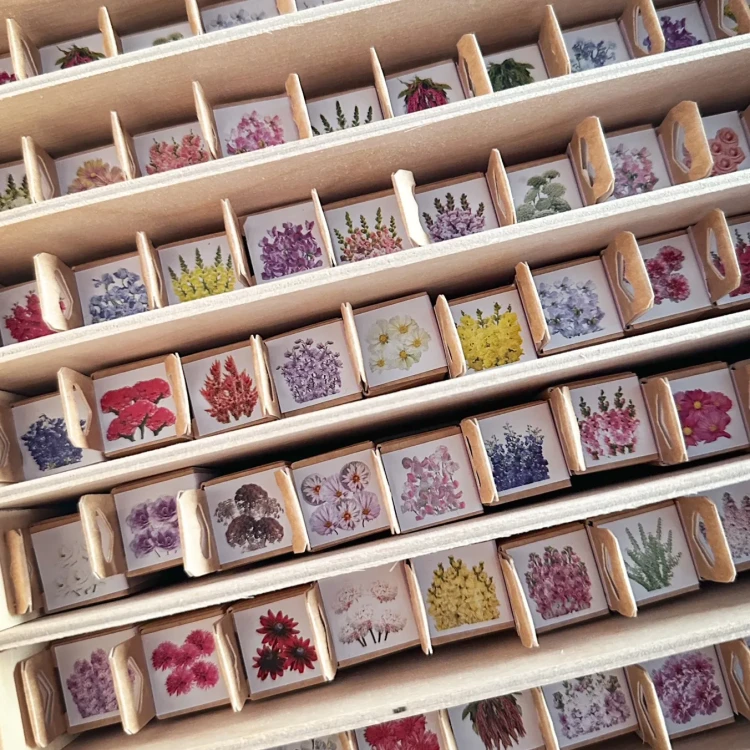 Dynia ozdobna olbrzymia - Galeux D'Eysines