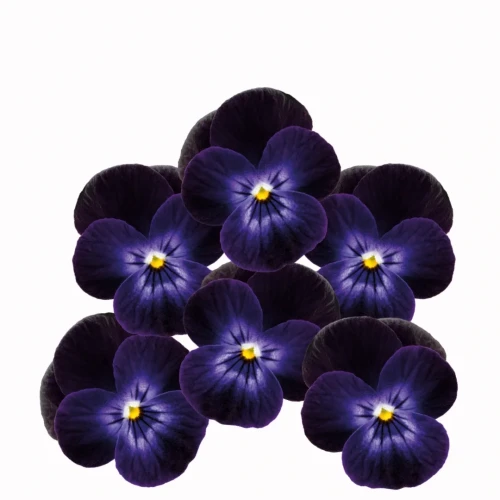 bratek ciemny fiolet