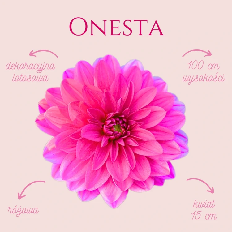 Onesta (3).webp