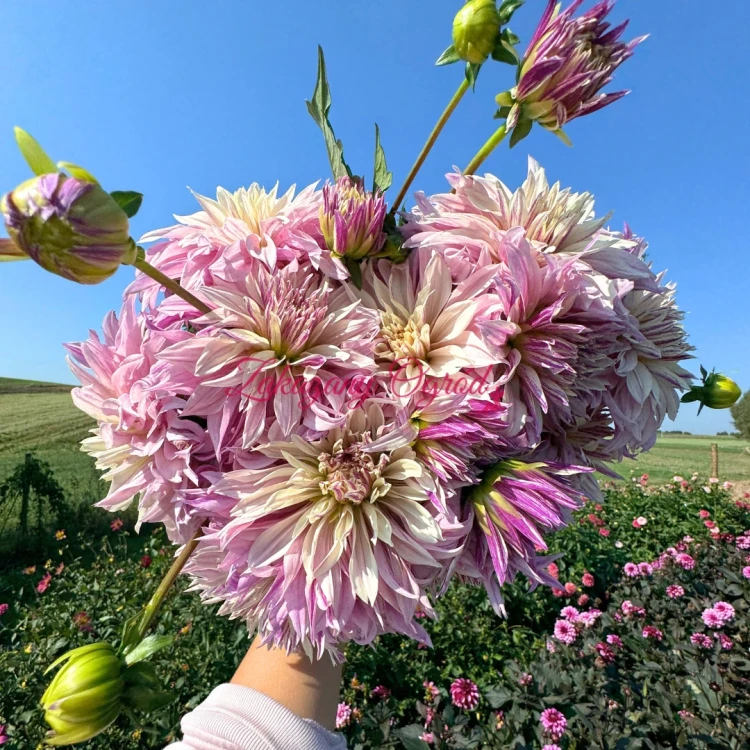 Labyrinth Twotone.webp