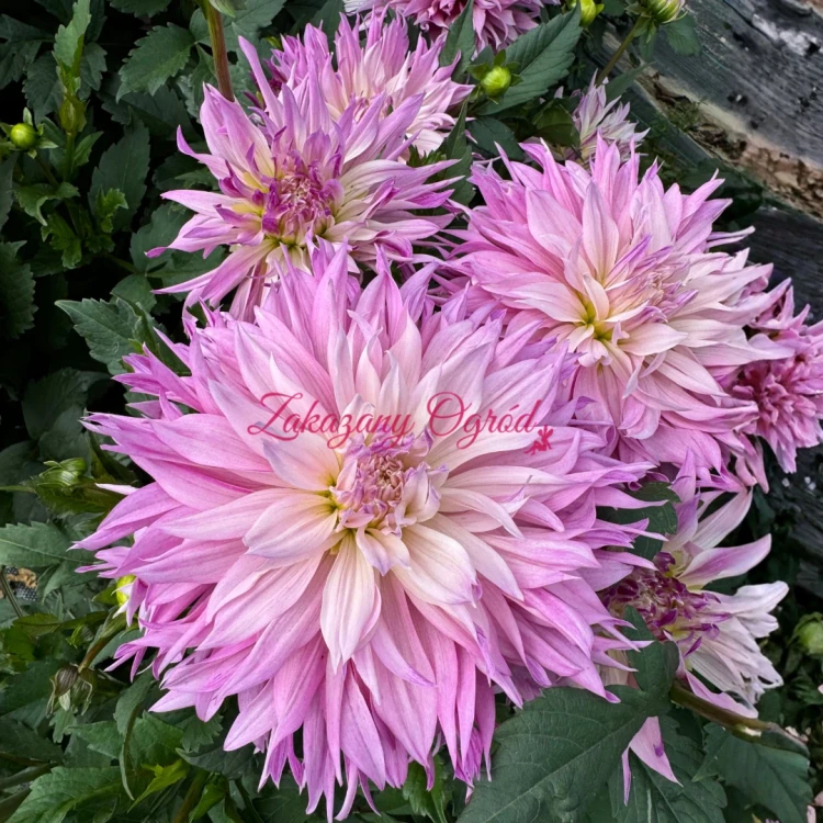 Labyrinth Twotone (1).webp