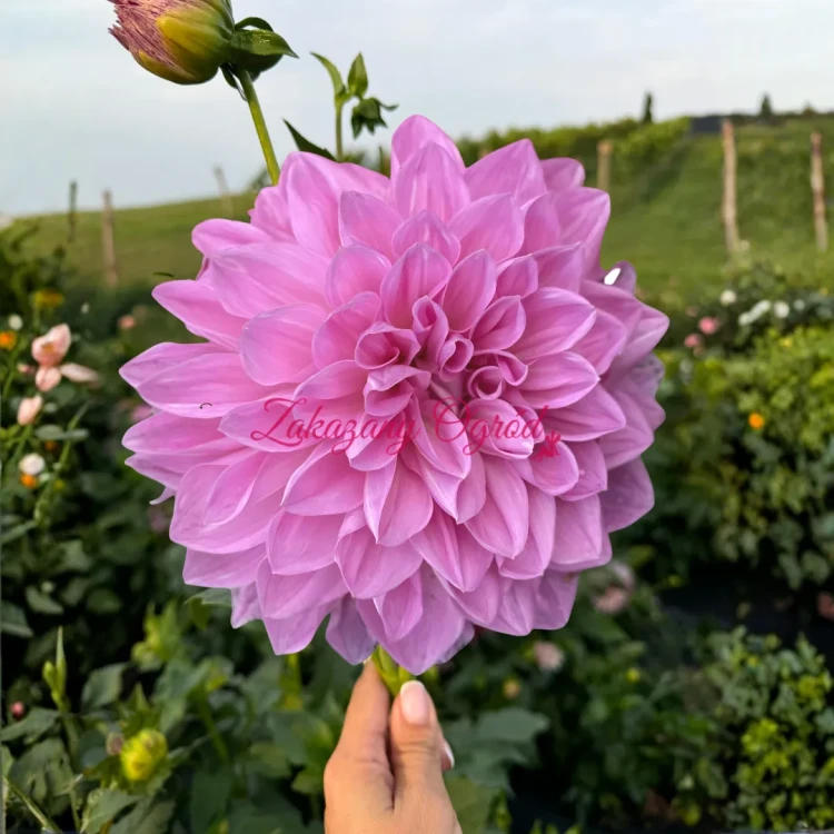 Lavender Perfection (1)_11zon.webp