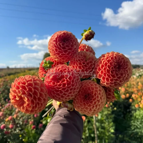 Cornel Brons  (2)_11zon.webp