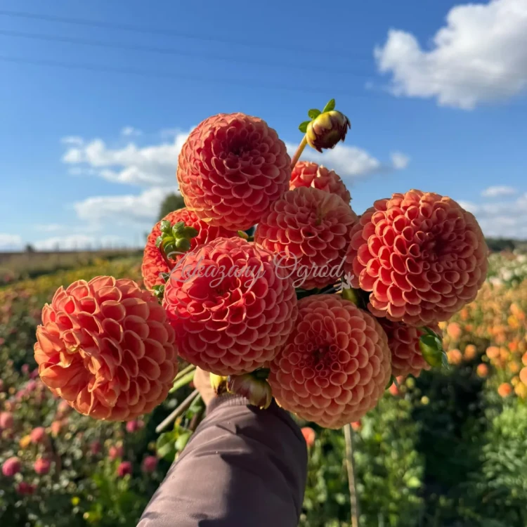 Cornel Brons  (2)_11zon.webp