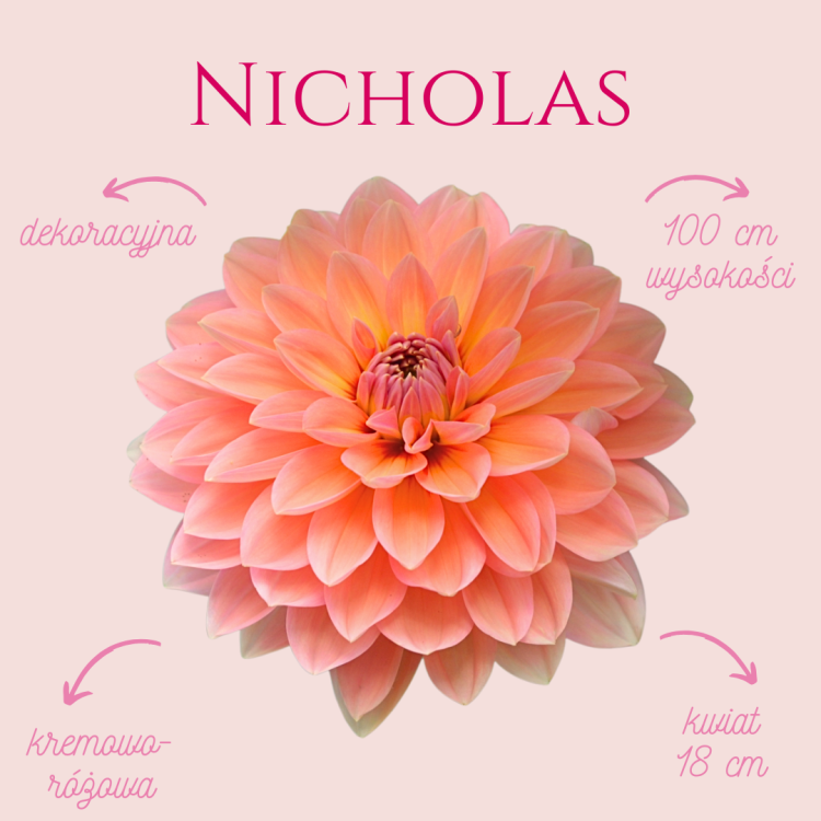 Nicholas (3).png