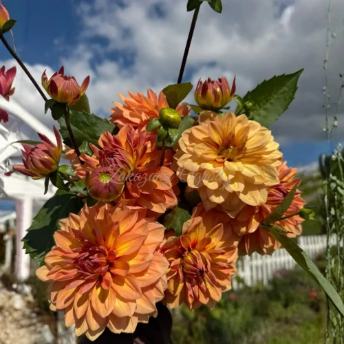 Nicholas (1)_11zon.webp