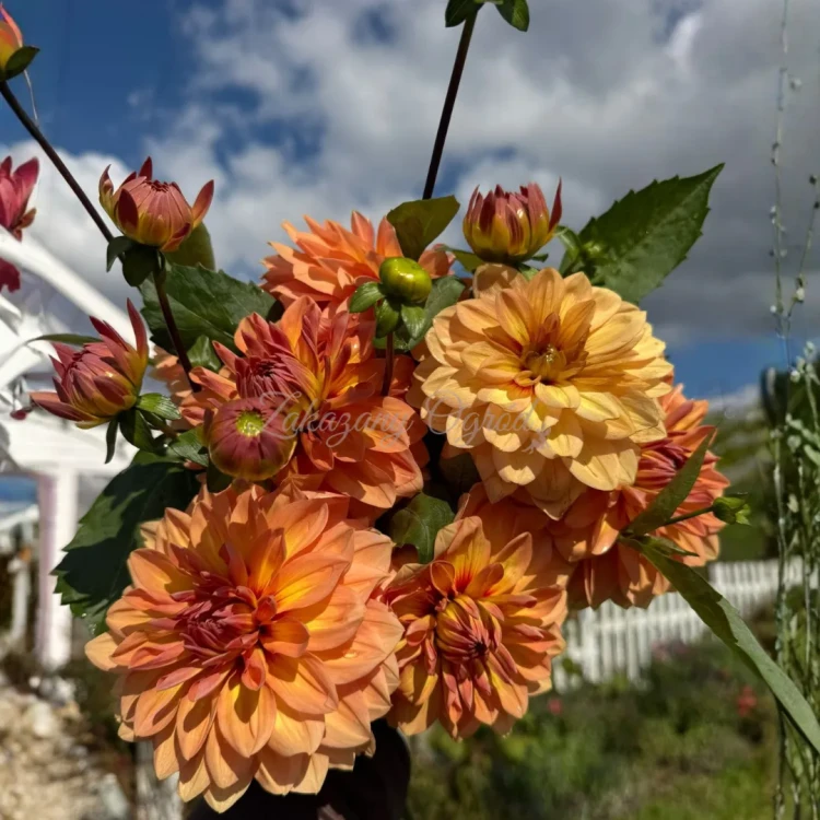 Nicholas (1)_11zon.webp