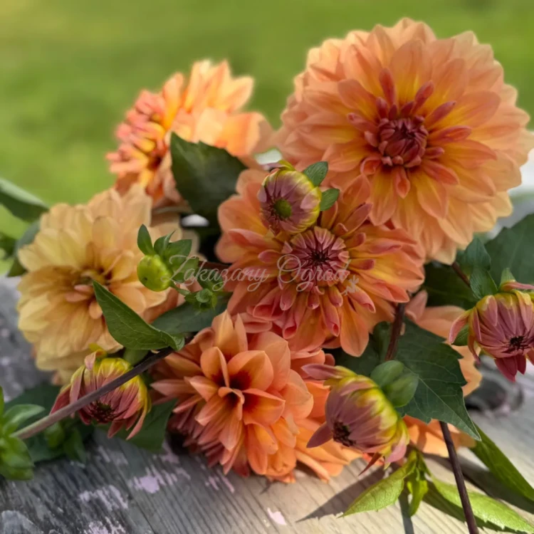 Nicholas (2)_11zon.webp