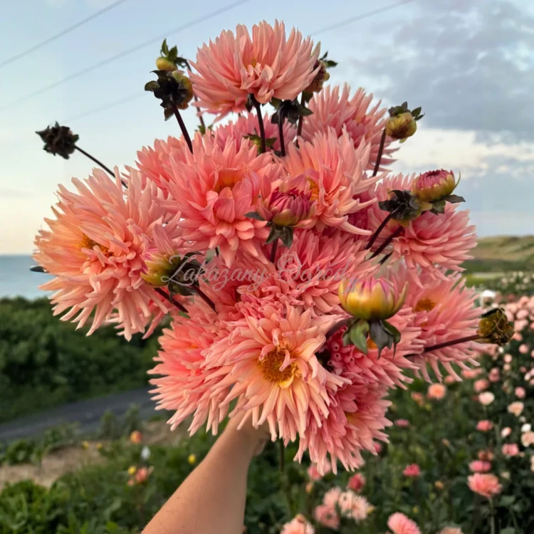 Preference  (1)_11zon.webp