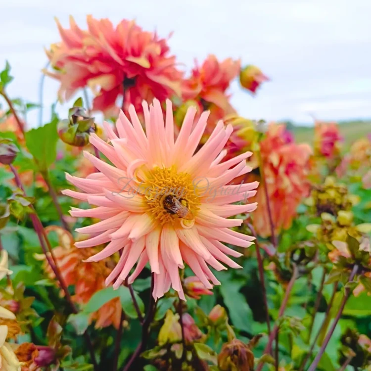 Preference  (2)_11zon.webp