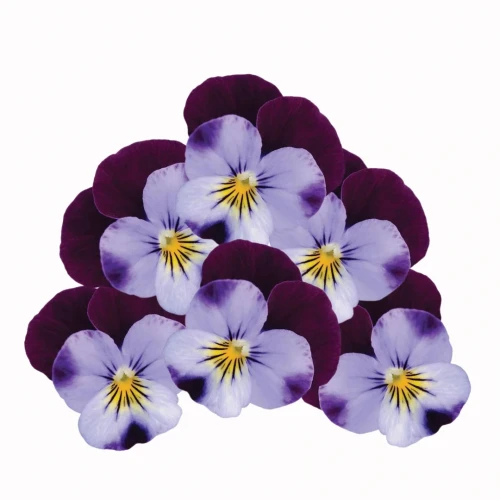 fioletowe bratki, uprawa bratków