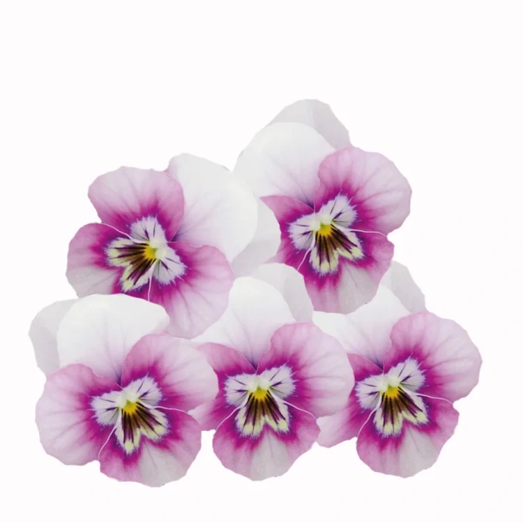 fiołki uprawa, biało różówy fiołek bratek