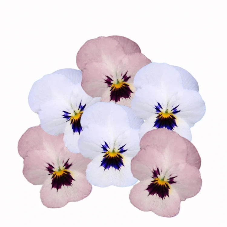 Fiołek, bratek biały i rożowy