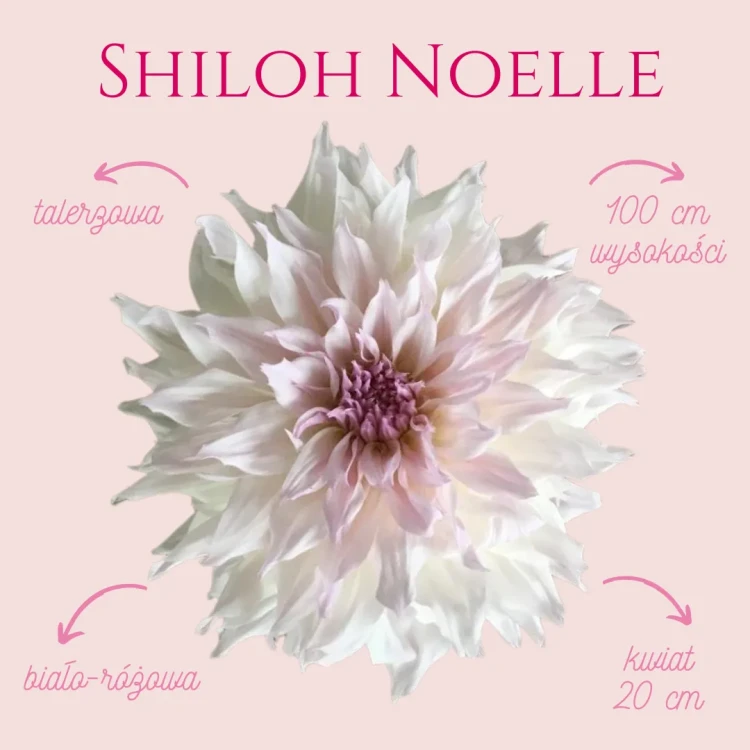 Shiloh Noelle_11zon.webp