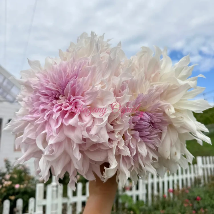 Shiloh Noelle (1)_11zon.webp