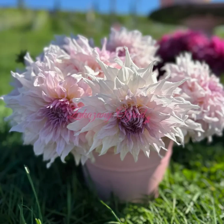 Shiloh Noelle (2)_11zon.webp