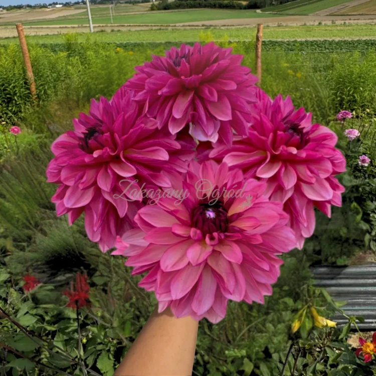 Bacardi Dalia_11zon.webp