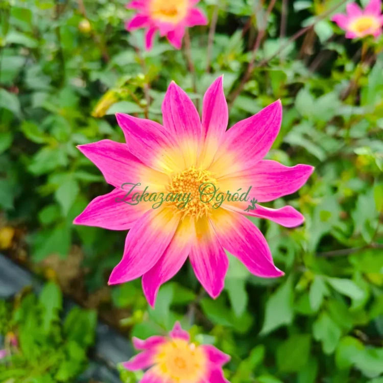 Bright Eyes (2)_11zon.webp