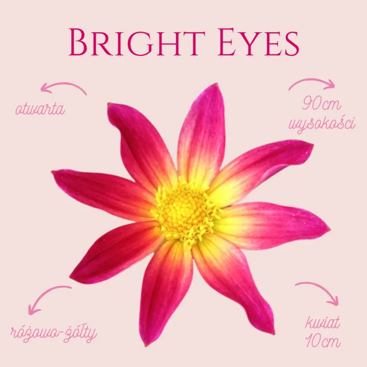 Bright Eyes (3)_11zon.webp