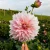Cafe au Lait Royal (1)_11zon.webp