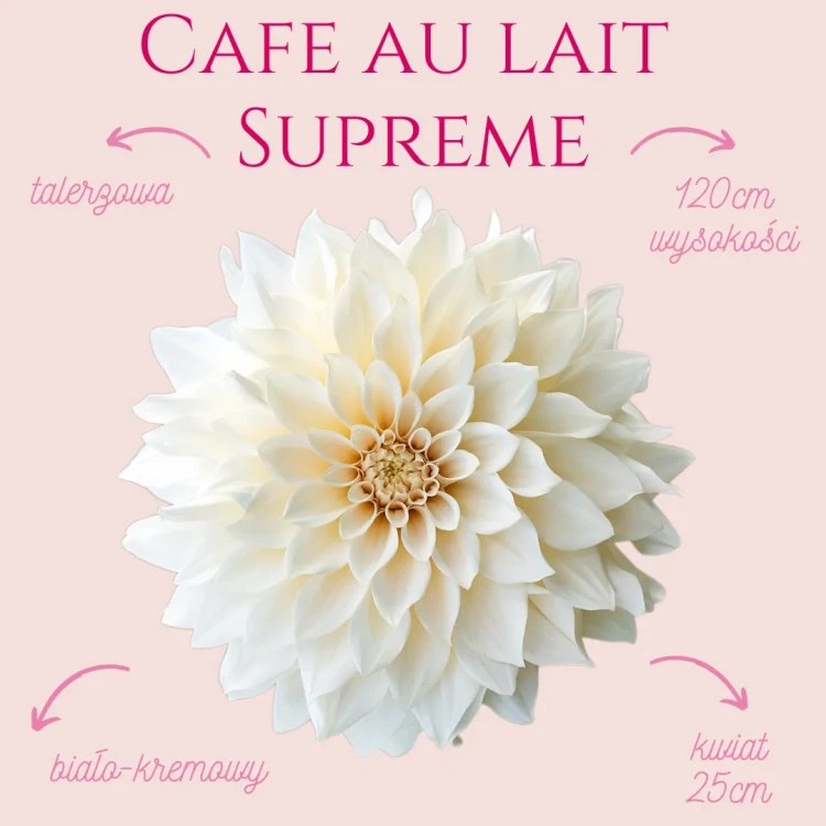 Cafe au Lait Supreme