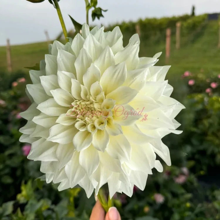 Cafe au Lait Supreme