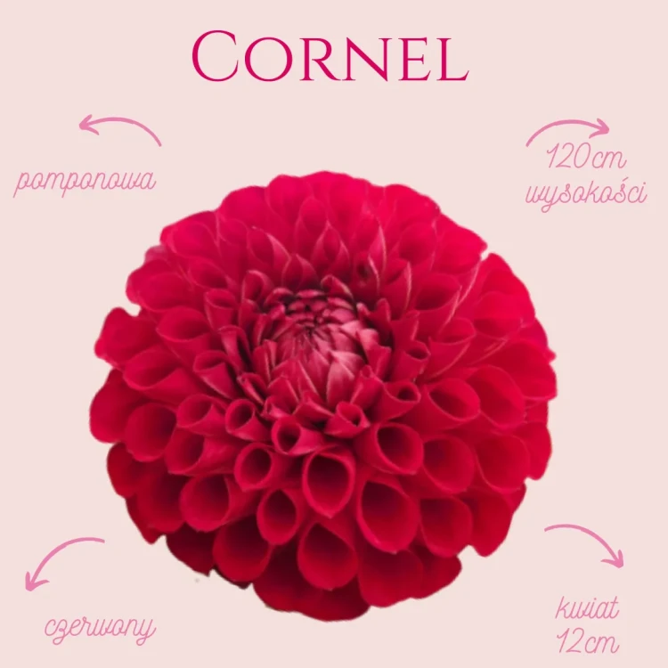 Cornel