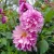 Cranberry Classic  (1)_11zon.webp