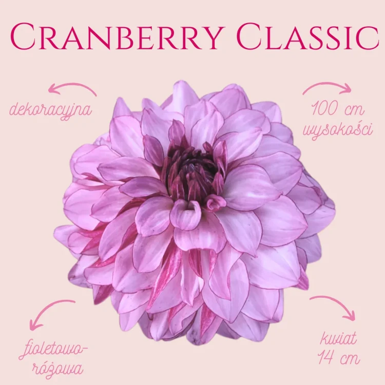 Cranberry Classic  (2)_11zon.webp