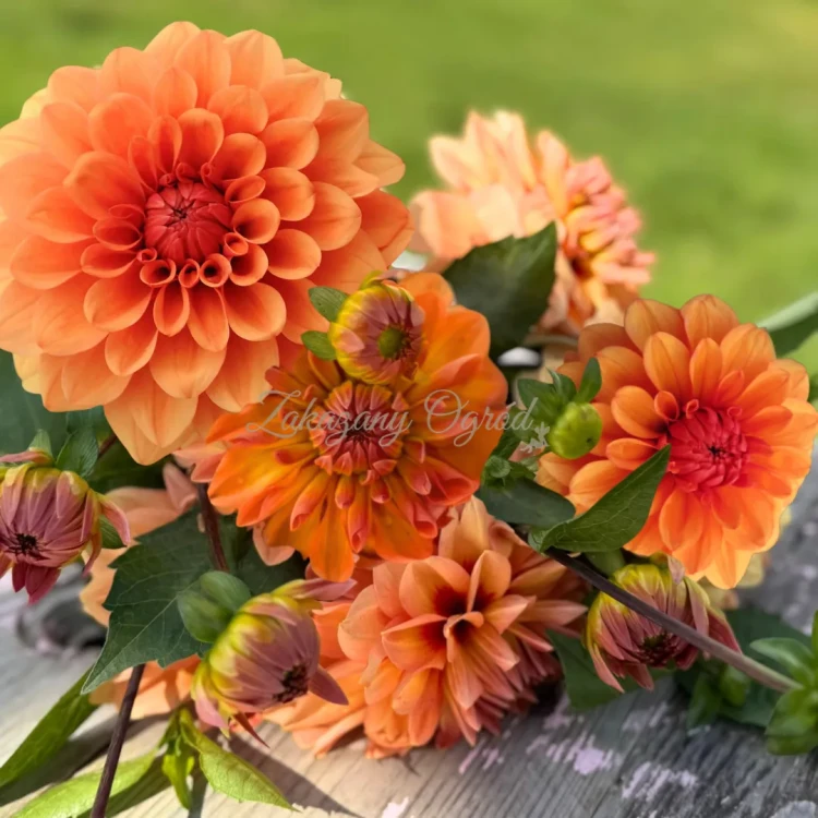 David Howard _11zon.webp