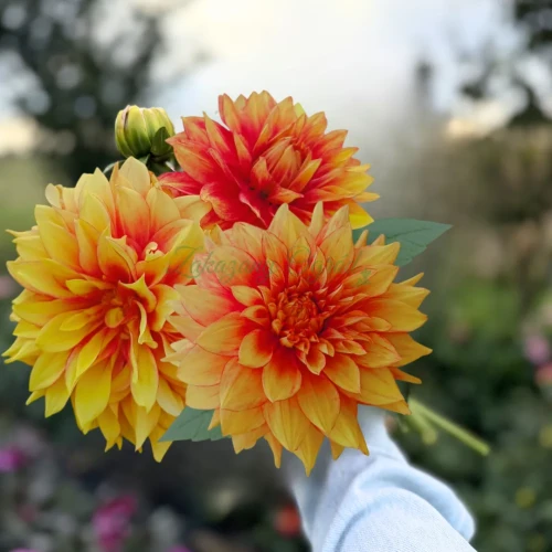 Dazzling Magic_11zon.webp