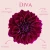 Diva_11zon.webp