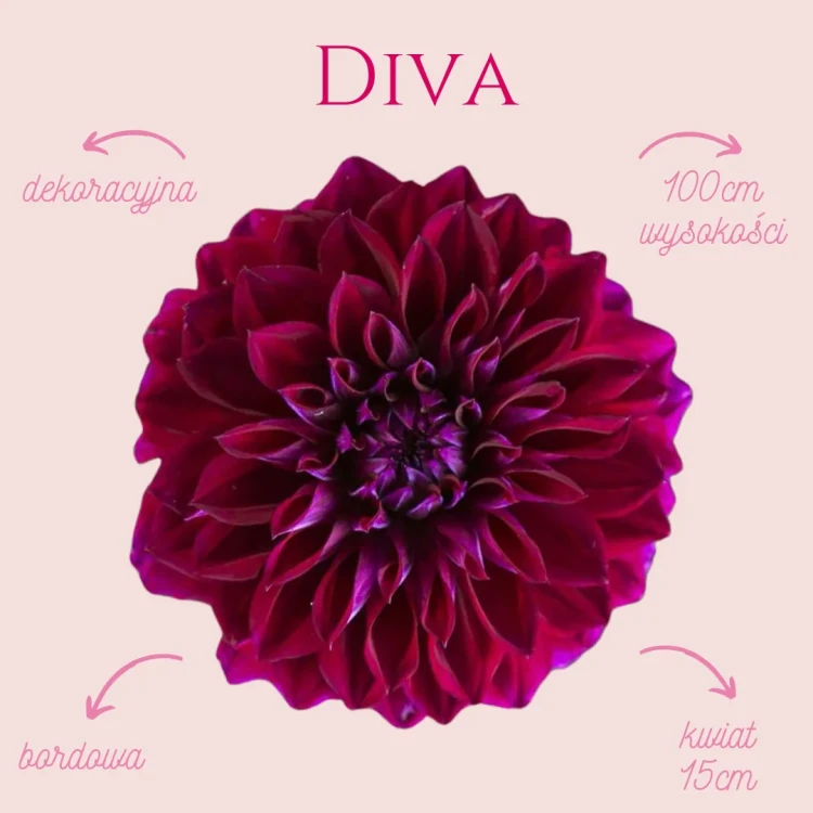 Diva_11zon.webp
