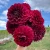Diva (1)_11zon.webp