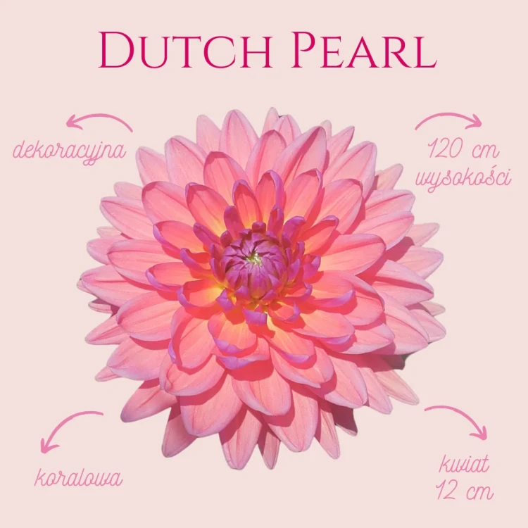 Dutch Pearl (1)_11zon.webp