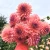 Dutch Pearl_11zon.webp