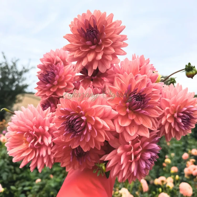 Dutch Pearl_11zon.webp