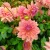 Dutch Pearl (2)_11zon.webp