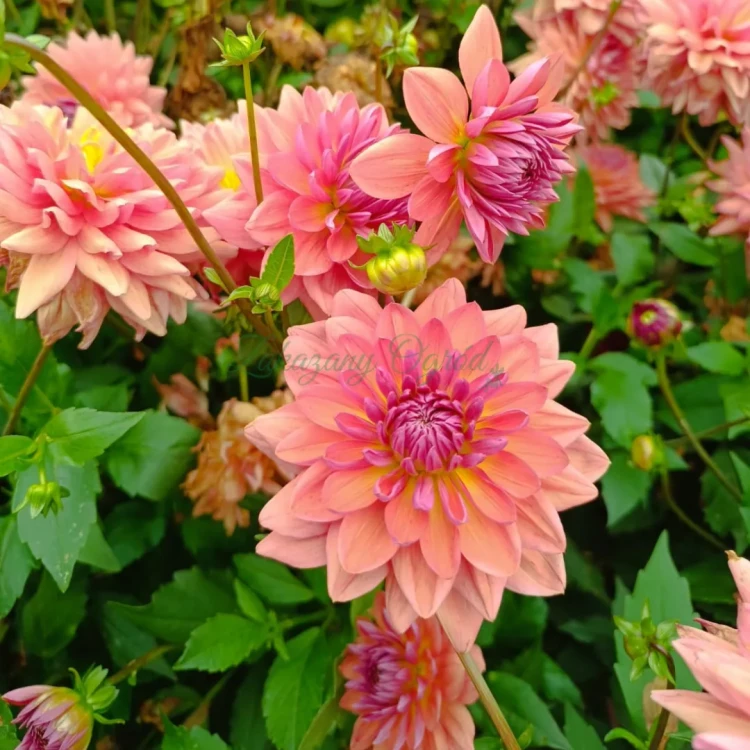 Dutch Pearl (2)_11zon.webp